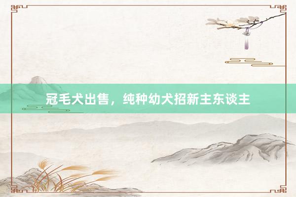 冠毛犬出售，纯种幼犬招新主东谈主